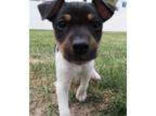 Rat Terrier Puppy for sale in Idaho Falls, ID, USA