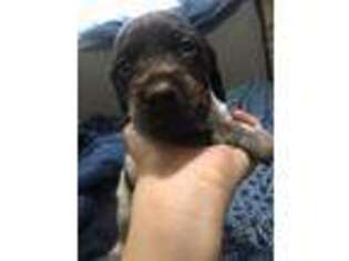German Shorthaired Pointer Puppy for sale in Sanford, FL, USA