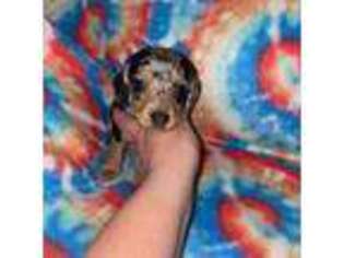 Dachshund Puppy for sale in Belen, NM, USA