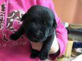 Labrador Retriever Puppy for sale in Canal Fulton, OH, USA