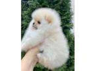 Pomeranian Puppy for sale in Hartford, CT, USA