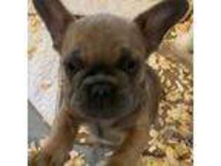 French Bulldog Puppy for sale in Grand Ledge, MI, USA