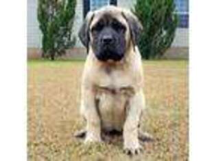 Mastiff Puppy for sale in Faison, NC, USA