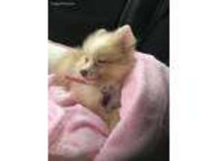 Pomeranian Puppy for sale in Fayetteville, NC, USA