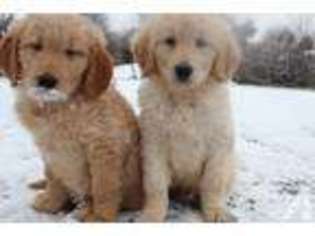 Goldendoodle Puppy for sale in OTTUMWA, IA, USA