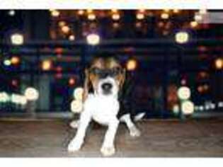 Beagle Puppy for sale in Saint George, UT, USA