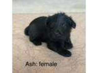 Scottish Terrier Puppy for sale in Harrisonville, MO, USA