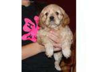 Cocker Spaniel Puppy for sale in Downing, MO, USA