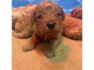 Goldendoodle Puppy for sale in Tecumseh, MI, USA