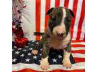 Bull Terrier Puppy for sale in Martinsville, OH, USA