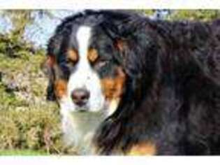 Bernese Mountain Dog Puppy for sale in Cushing, WI, USA