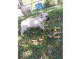 French Bulldog Puppy for sale in Niangua, MO, USA