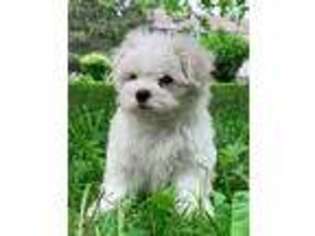 Maltese Puppy for sale in Easton, PA, USA
