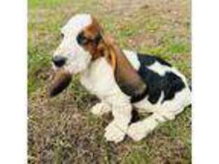 Basset Hound Puppy for sale in De Kalb, TX, USA