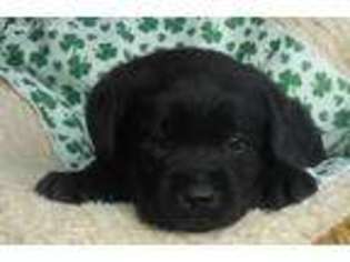 Labrador Retriever Puppy for sale in Waverly, IA, USA
