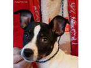 Rat Terrier Puppy for sale in Sheridan, CA, USA