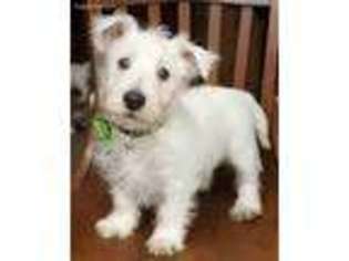 West Highland White Terrier Puppy for sale in Mandeville, LA, USA