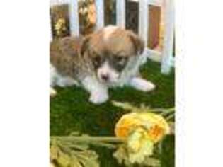 Pembroke Welsh Corgi Puppy for sale in Modesto, CA, USA