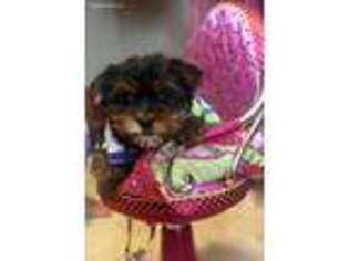 Yorkshire Terrier Puppy for sale in Forest Lake, MN, USA