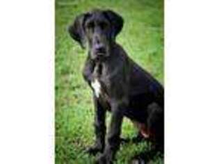Great Dane Puppy for sale in Addison, PA, USA