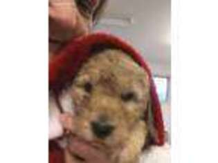 Mutt Puppy for sale in Buhl, AL, USA