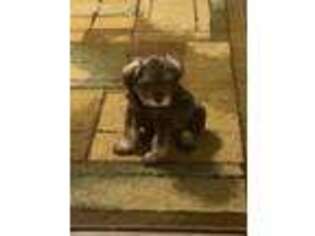 Mutt Puppy for sale in Carriere, MS, USA