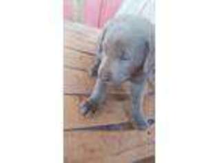 Labrador Retriever Puppy for sale in Roanoke, AL, USA