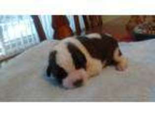 Saint Bernard Puppy for sale in Cherokee Village, AR, USA