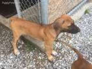 Rhodesian Ridgeback Puppy for sale in Longville, LA, USA