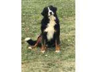 Bernese Mountain Dog Puppy for sale in Mayslick, KY, USA