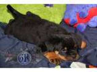 Rottweiler Puppy for sale in Bargersville, IN, USA