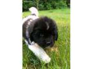 Newfoundland Puppy for sale in Catawissa, MO, USA