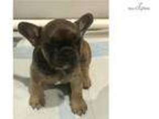 French Bulldog Puppy for sale in Beaumont, TX, USA