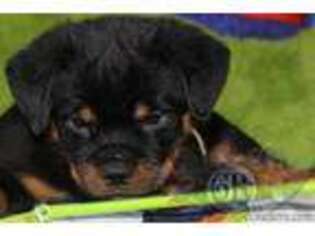 Rottweiler Puppy for sale in Bargersville, IN, USA