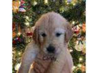 Golden Retriever Puppy for sale in Great Valley, NY, USA