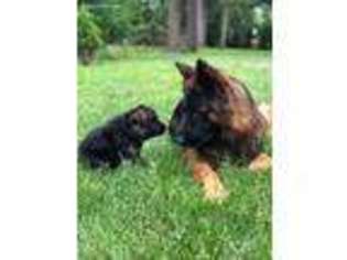German Shepherd Dog Puppy for sale in Wood Dale, IL, USA