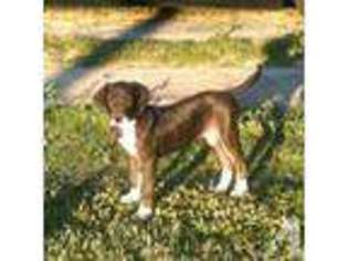 Great Dane Puppy for sale in PENSACOLA, FL, USA