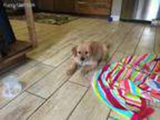 Golden Retriever Puppy for sale in Anderson, TX, USA