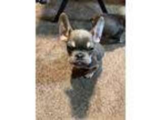 French Bulldog Puppy for sale in Rodeo, CA, USA