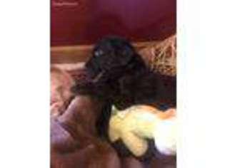 Labradoodle Puppy for sale in Clintonville, WI, USA