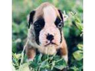 Medium Photo #1 Boxer Puppy For Sale in New Smyrna Beach, FL, USA