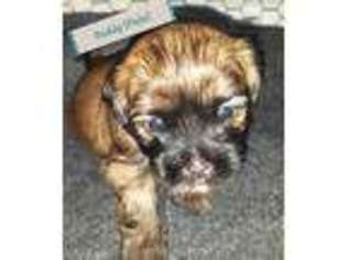 Shih-Poo Puppy for sale in Bradenton, FL, USA