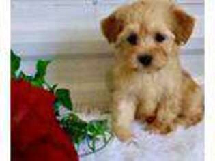 Poovanese Puppy for sale in Houston, TX, USA