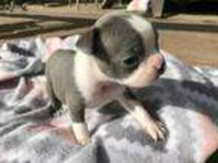 Boston Terrier Puppy for sale in Fremont, MO, USA
