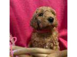 Mutt Puppy for sale in Crown Point, NY, USA