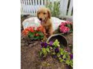 Golden Retriever Puppy for sale in Bloomingdale, MI, USA