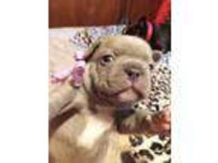 Mutt Puppy for sale in Pe Ell, WA, USA