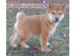 Shiba Inu Puppy for sale in Clayton, IL, USA