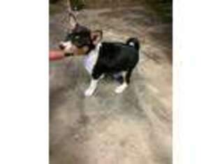 Basenji Puppy for sale in Roosevelt, UT, USA