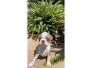 Boston Terrier Puppy for sale in Vanceburg, KY, USA
